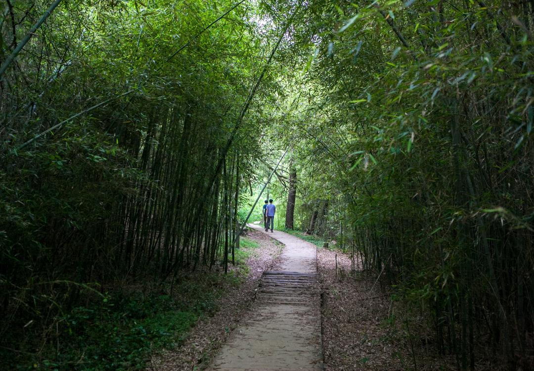 청암산 죽향길